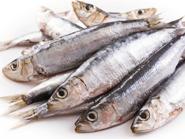 Sarde 900 gr